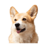 BNB DOG INU