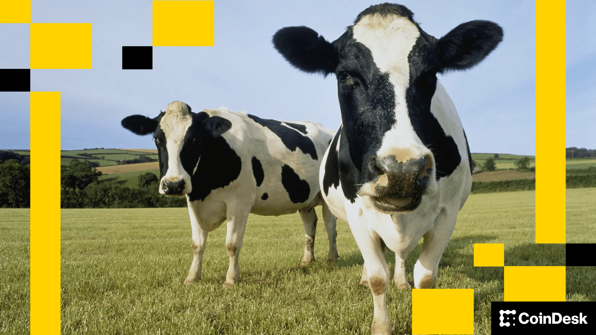 Cows Cows